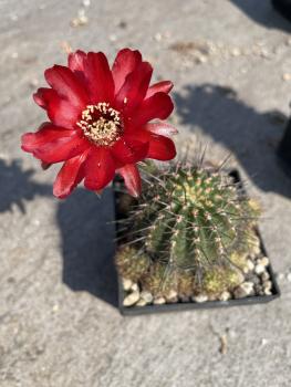 Lobivia hertrichiana